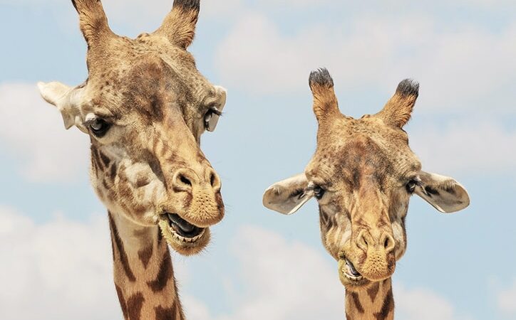 25 Amazing Facts You Didn’t Know About Animals